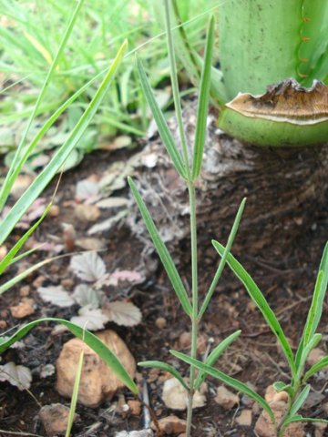 Aspidoglossum biflorum leaves